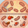  Declining Cellular Energy